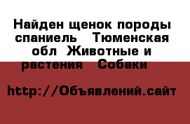 Найден щенок породы спаниель - Тюменская обл. Животные и растения » Собаки   